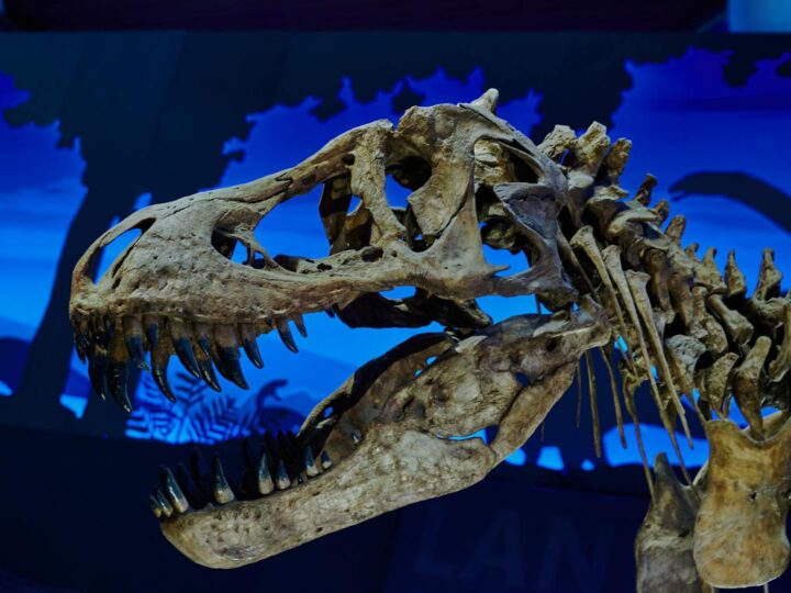 Museo di Storia Naturale a Cieplice