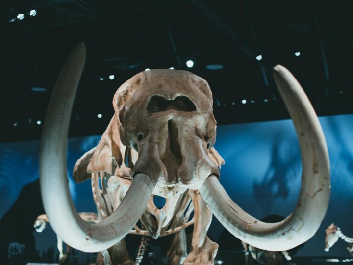 Museo di Storia Naturale a Cieplice
