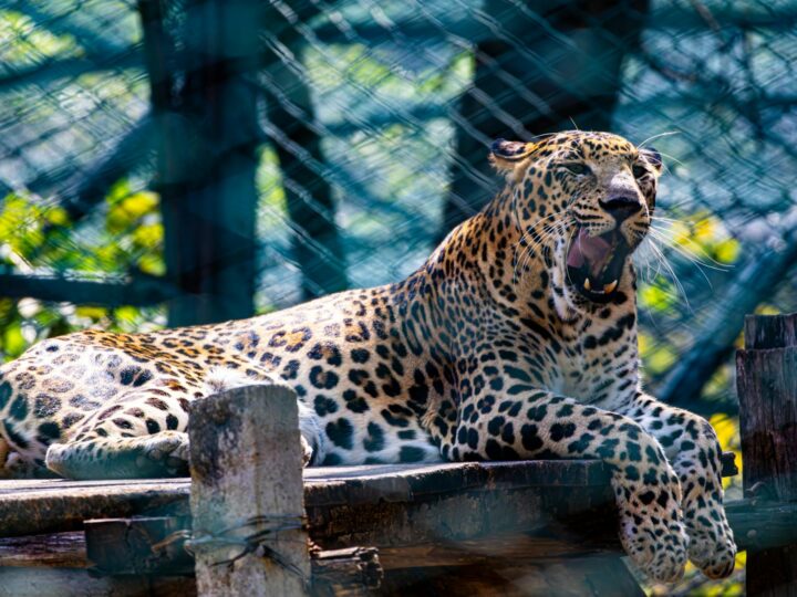 Parken Zoo