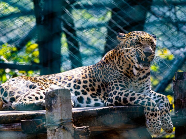 Parken Zoo