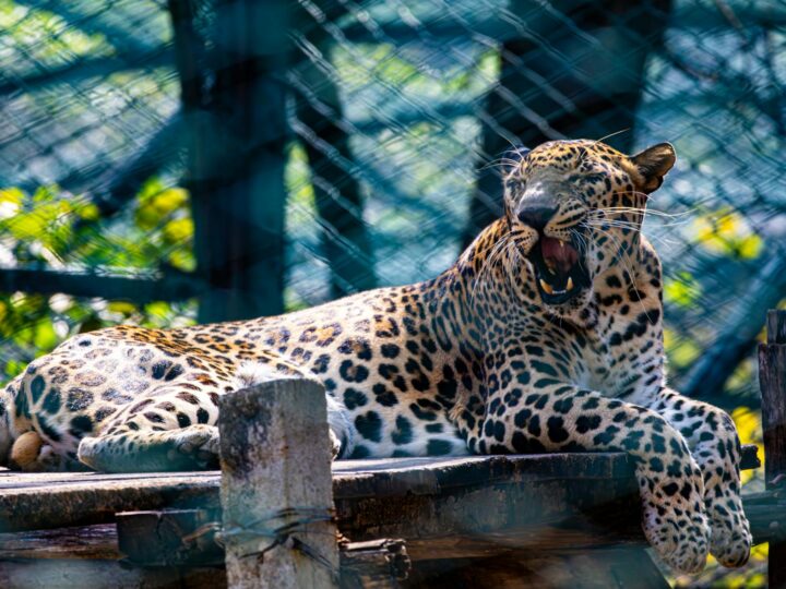Parken Zoo