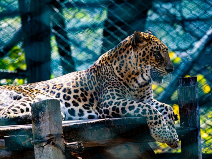 Parken Zoo