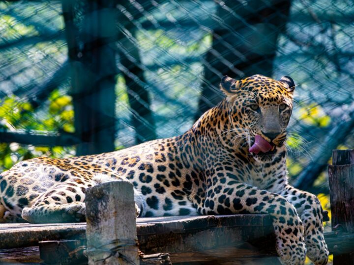 Parken Zoo