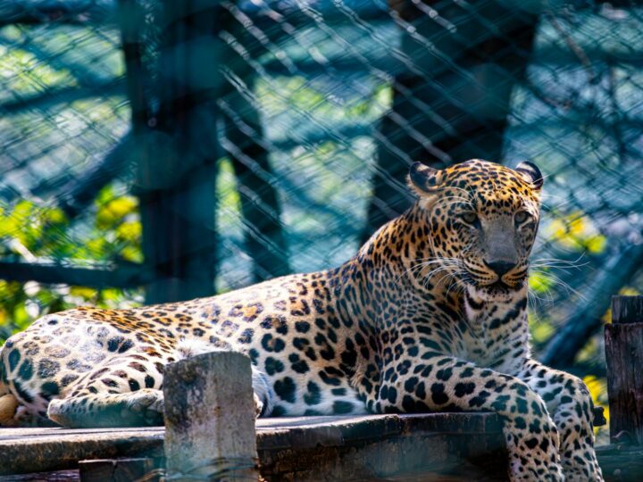 Parken Zoo