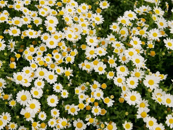 Jardim do Povo