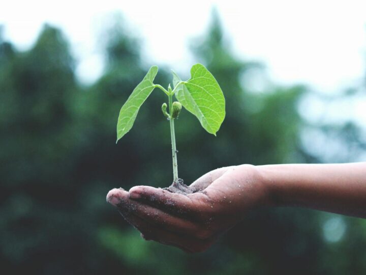 Planeta Exotica