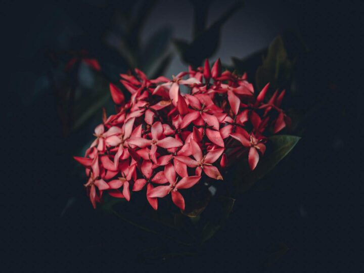 Planeta Exotica