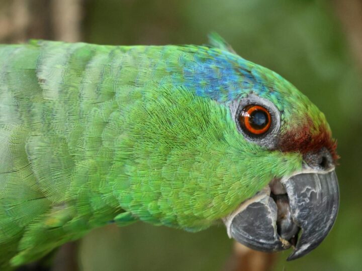 Planeta Exotica