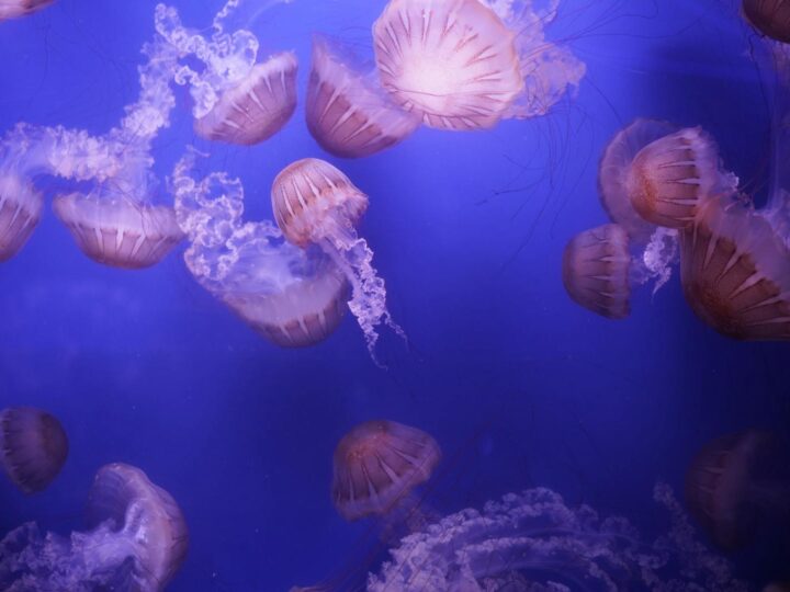 Aquarium Polaria
