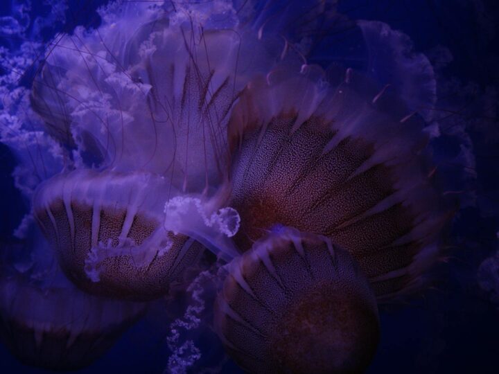 Aquarium Polaria
