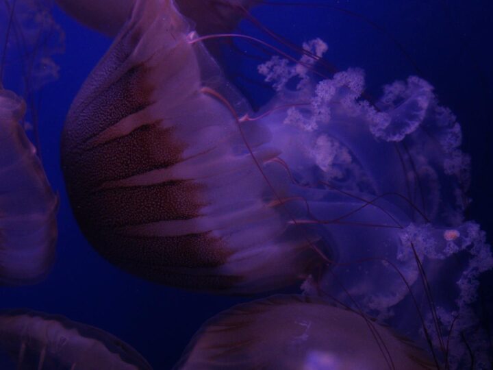 Aquarium Polaria