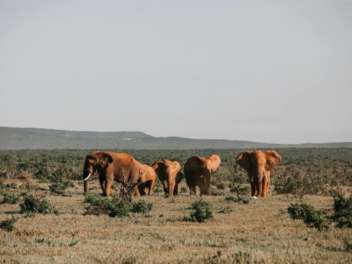 Repovesi National Park