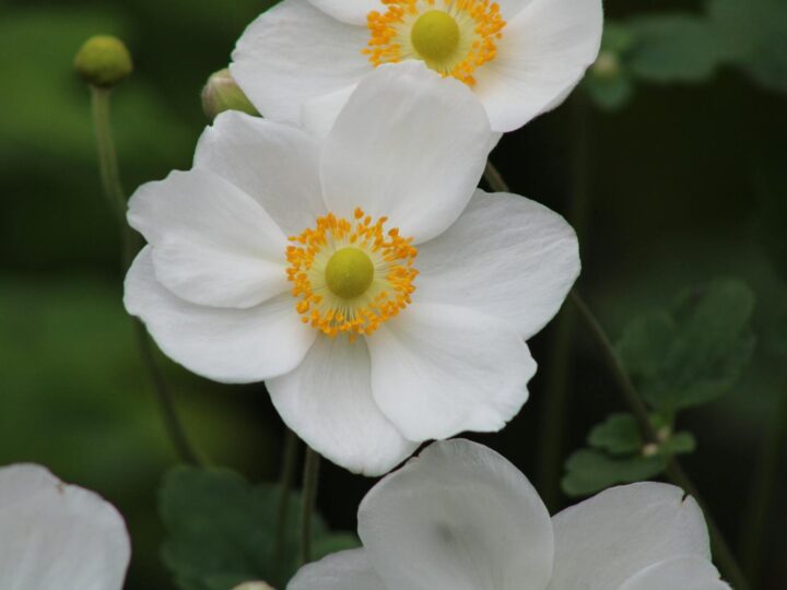 RHS Garden Harlow Carr