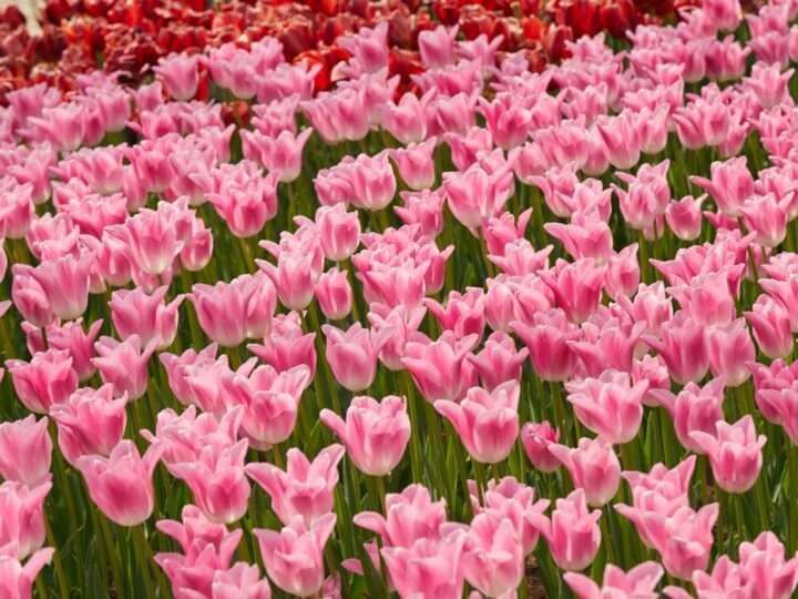 Jardin de roche