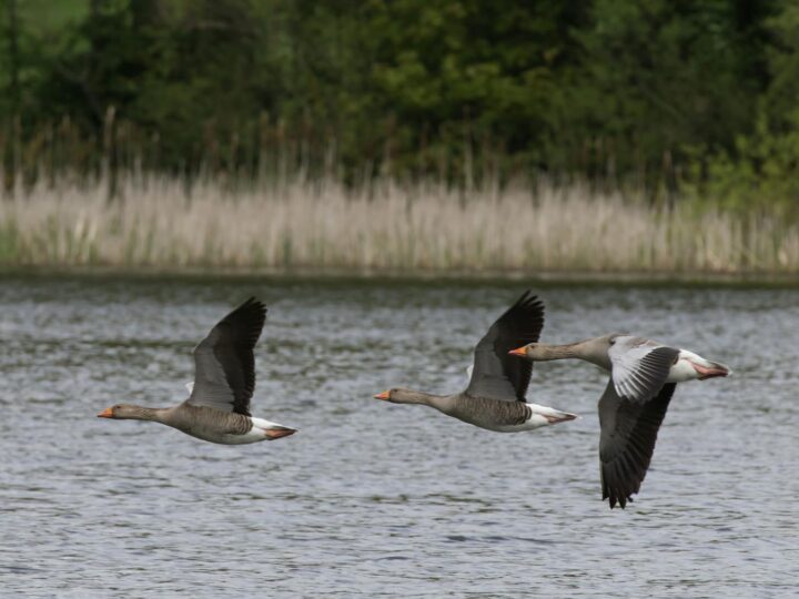 RSPB Sandwell Valley