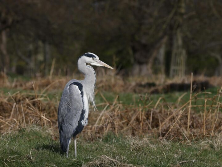 RSPB Sandwell Valley