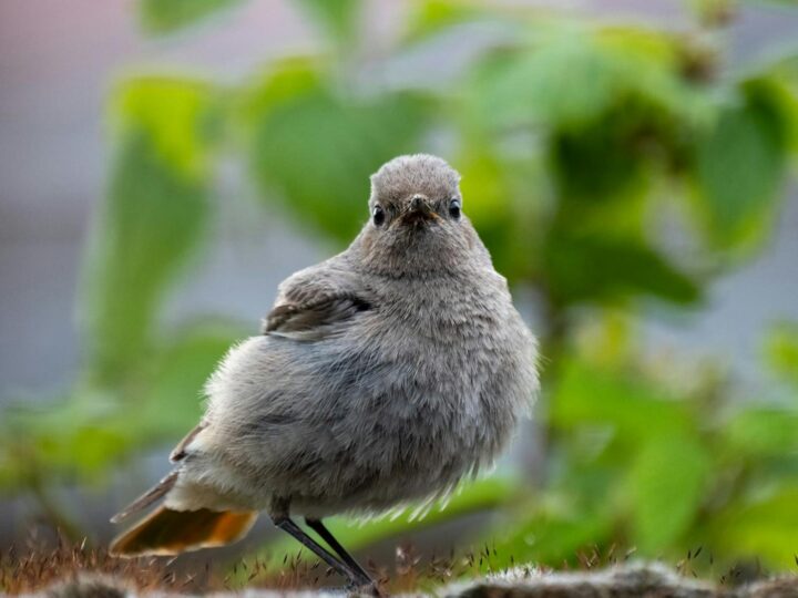 RSPB Sandwell Valley
