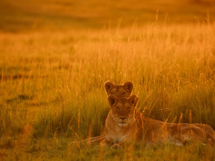 Park Serengeti Hodenhagen
