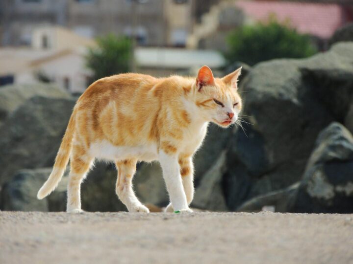 Il Stray