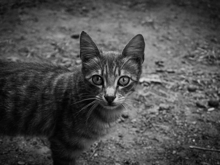 Il Stray