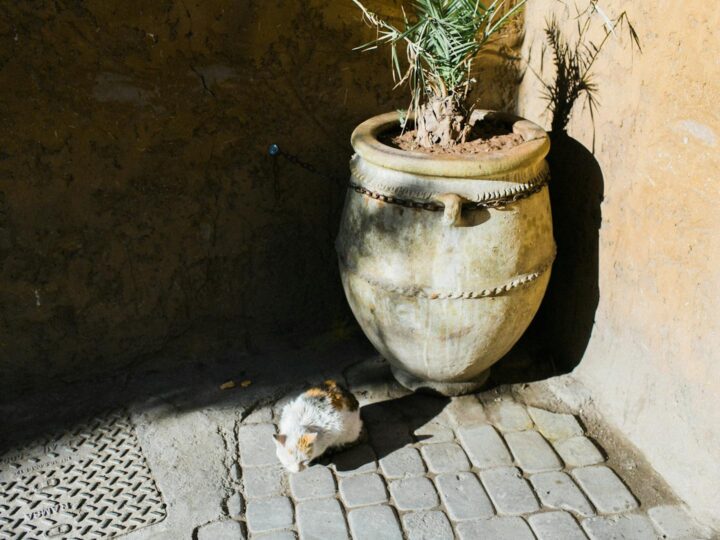 Il Stray