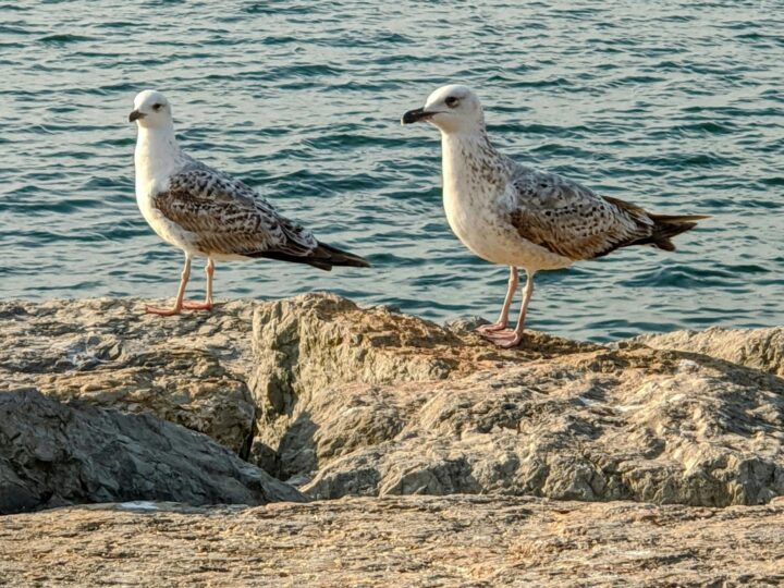 Costa de Tuzla