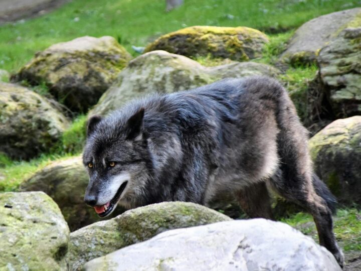 Wildpark Lneburger Heide