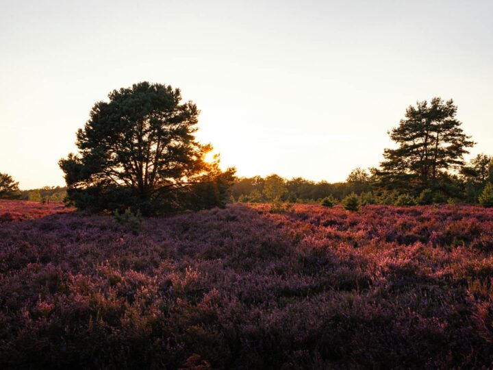 Wildpark Lneburger Heide