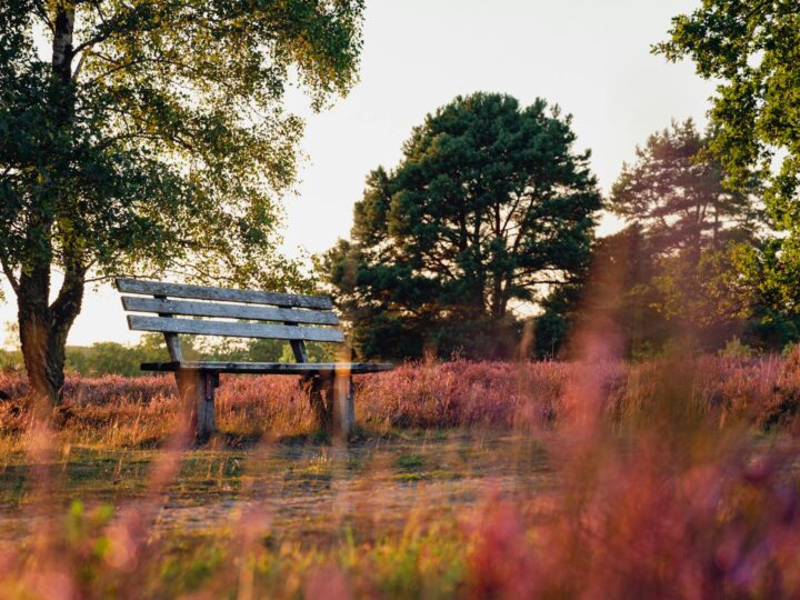 Wildpark Lneburger Heide