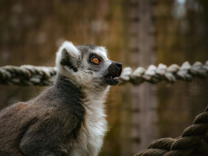 Zoo Targoviste