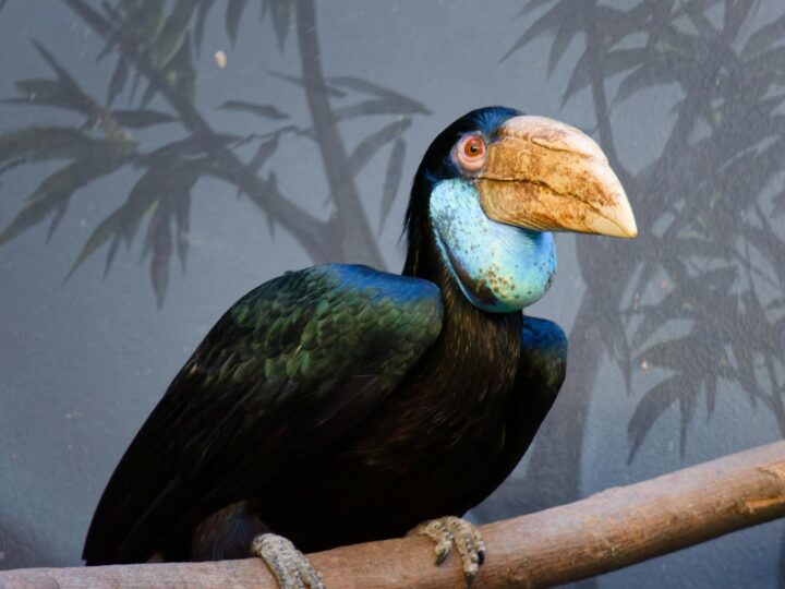 Zoo Targoviste