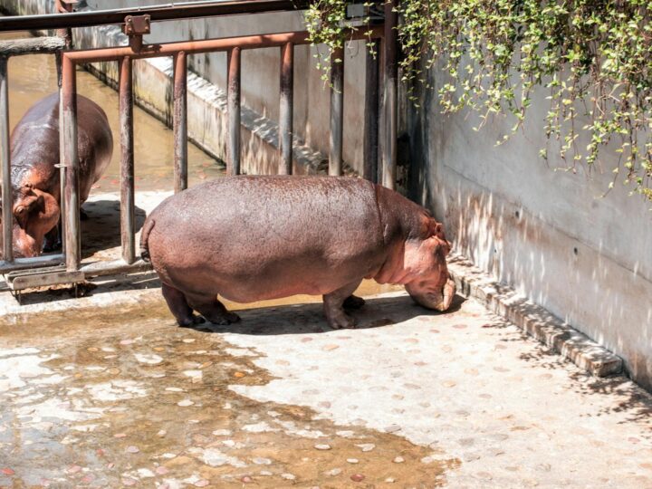 Zoo Targoviste