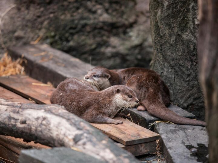 Zoo Targoviste