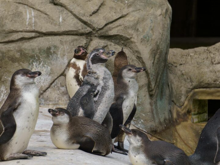 Zoo Targoviste