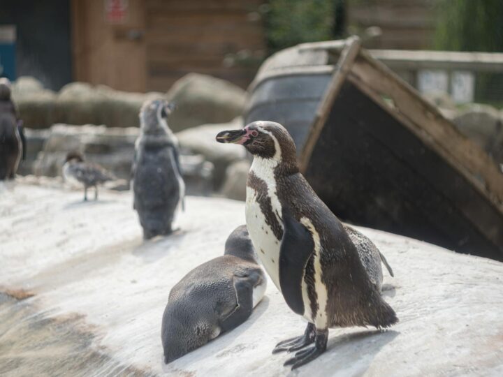 Zoo Targoviste