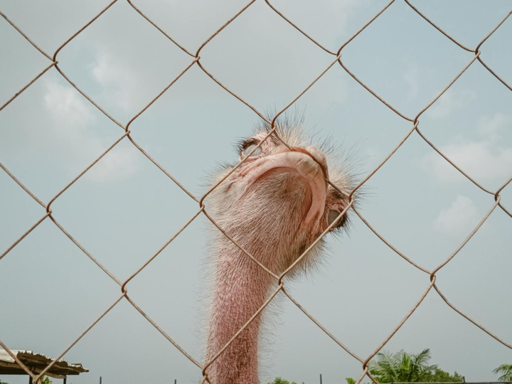Zoo Targoviste