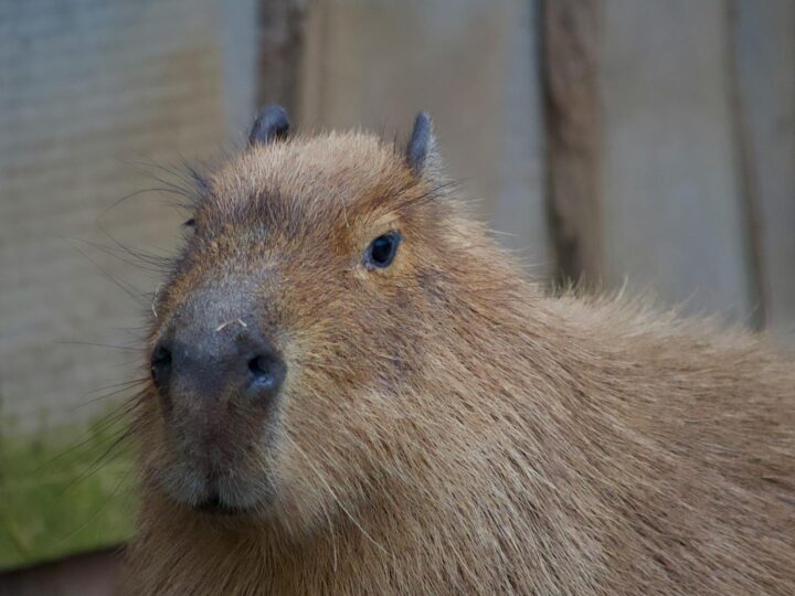 Zoo Targoviste