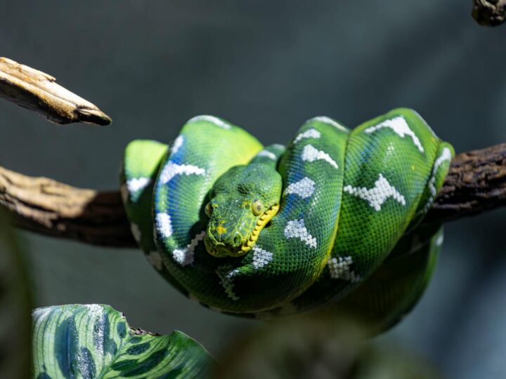 Zoo Targoviste