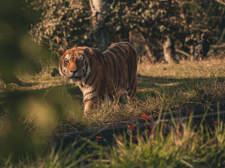 Badoca Safari Park