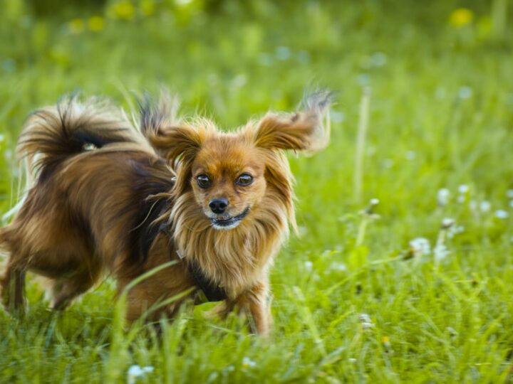 Parco di Barking