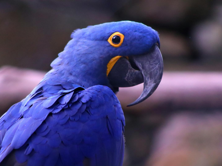 Loro Parque