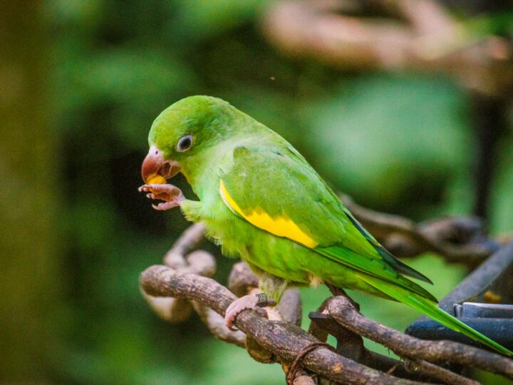 Loro Parque