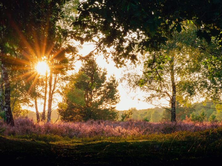 Wahner Heide