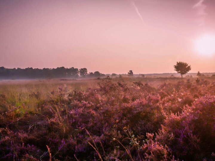 Wahner Heide