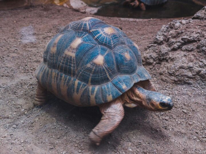 Zoo we Frankfurcie