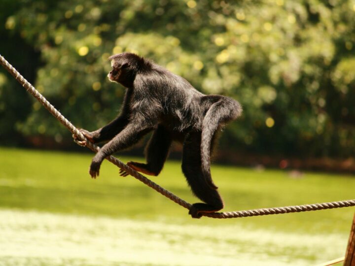 Zoo we Frankfurcie