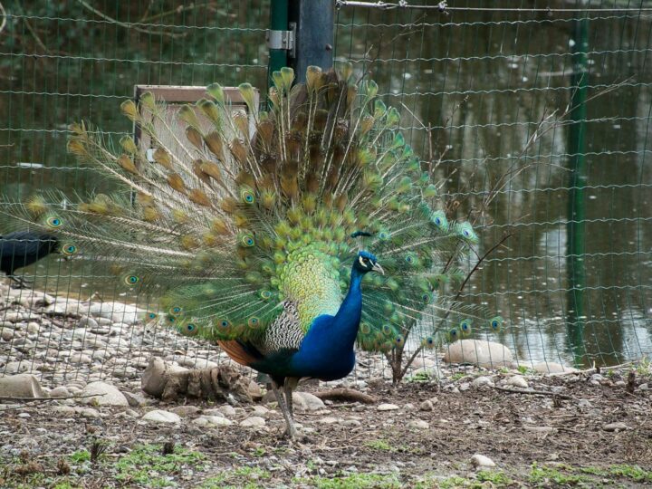 Zoo we Frankfurcie