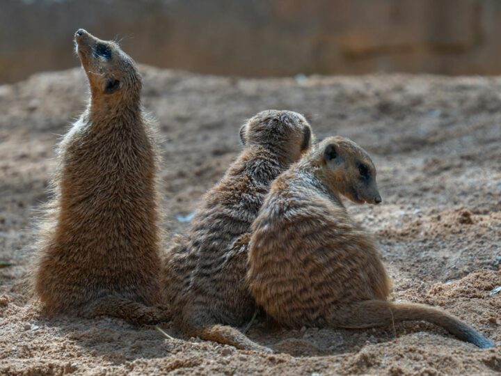 Zoo we Frankfurcie