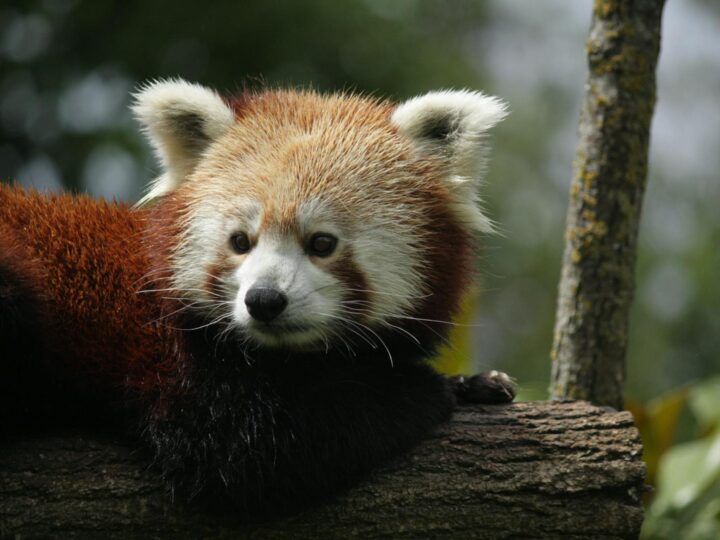 Zoo we Frankfurcie