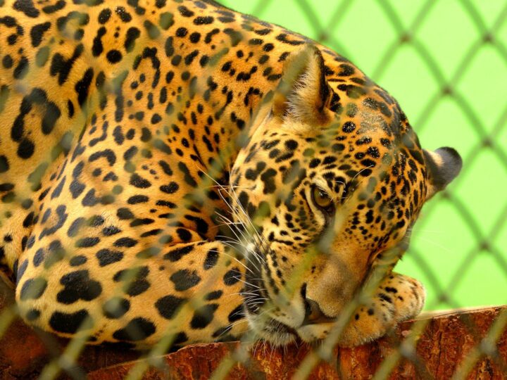 Zoo Trgu Mure  Zoo Trgu Mure